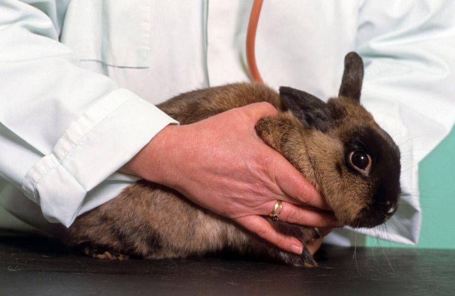 Причины и лечения поноса или диареи у кроликов