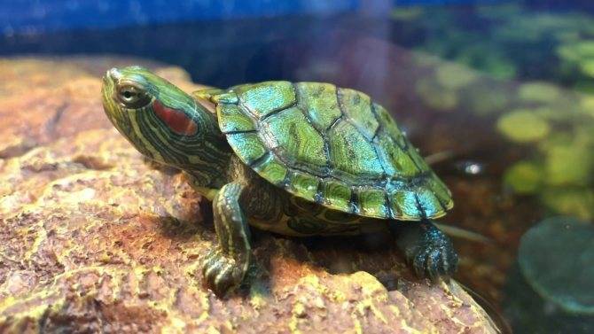 Удивительные и интересные факты о водных красноухих черепахах
