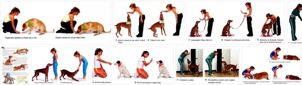 Как научить собаку командам. каким командам стоит учить собаку :: syl.ru