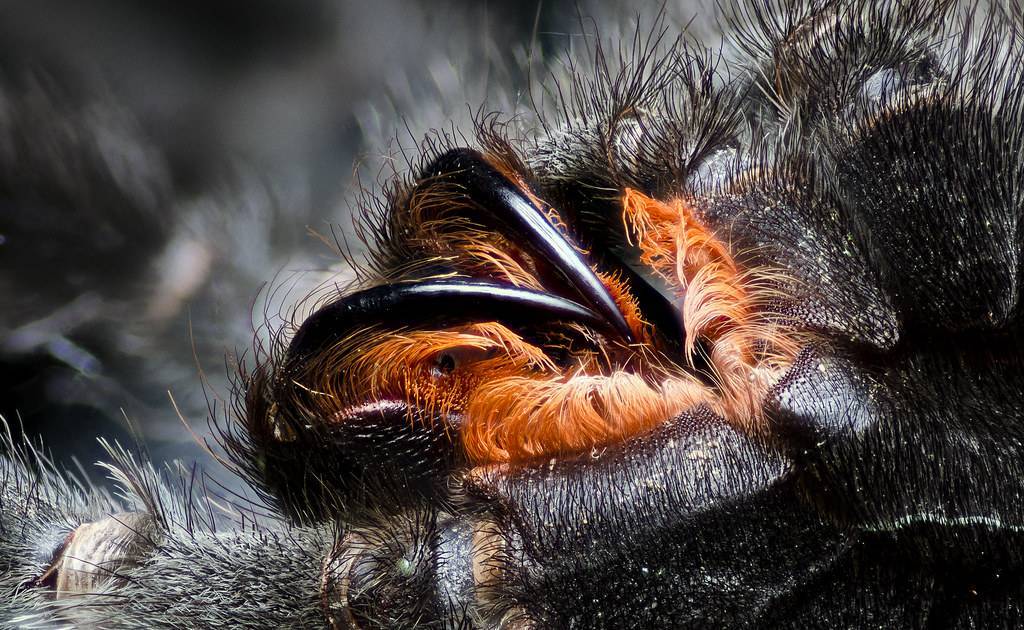Сколько глаз у паука, где и зачем