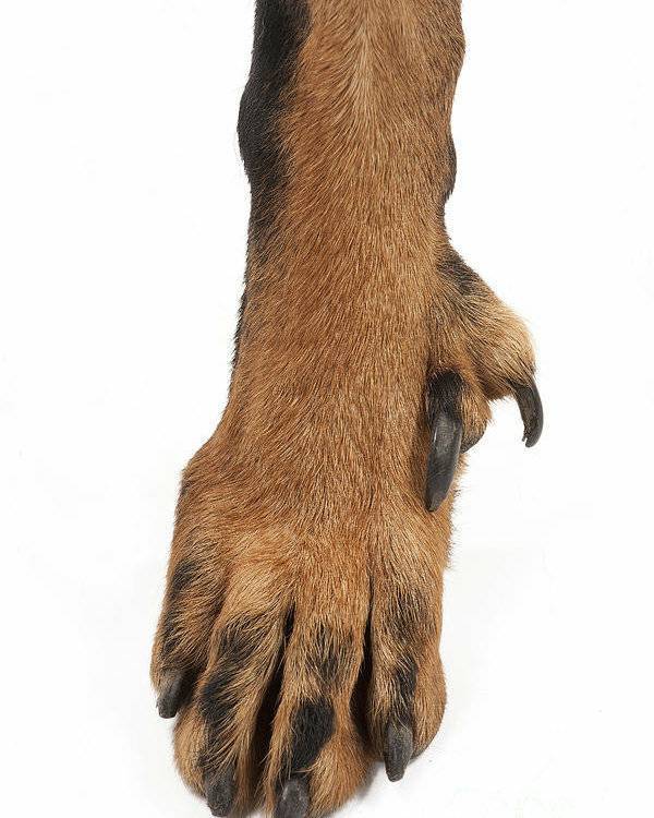 Особенности строения лап, или сколько пальцев у собак