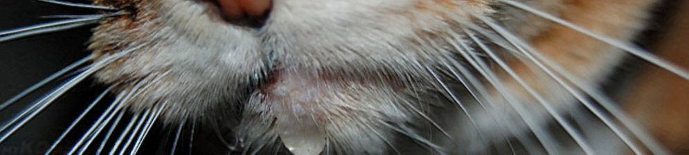 У собаки идет пена изо рта: опасные и неопасные причины, сопутствующие симптомы, возможные заболевания, первая помощь и профилактика