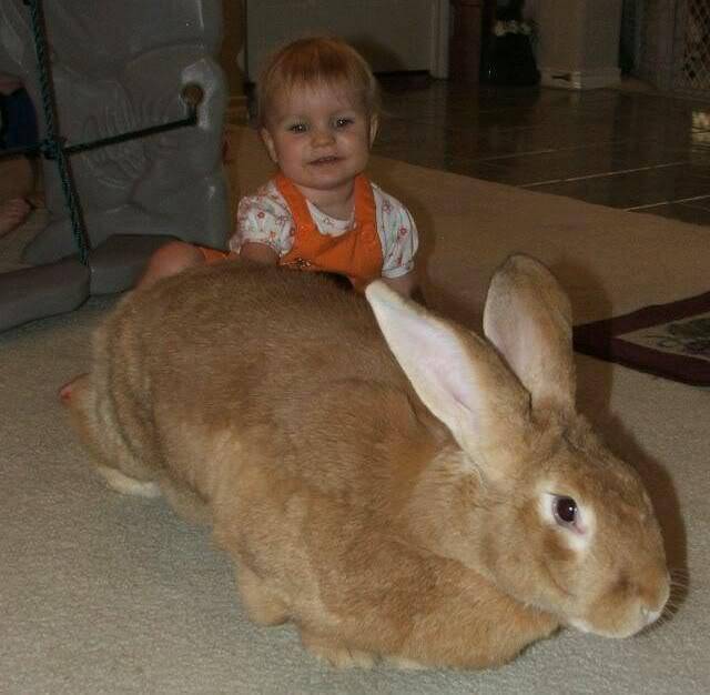 Какой породы самый большой кролик в мире