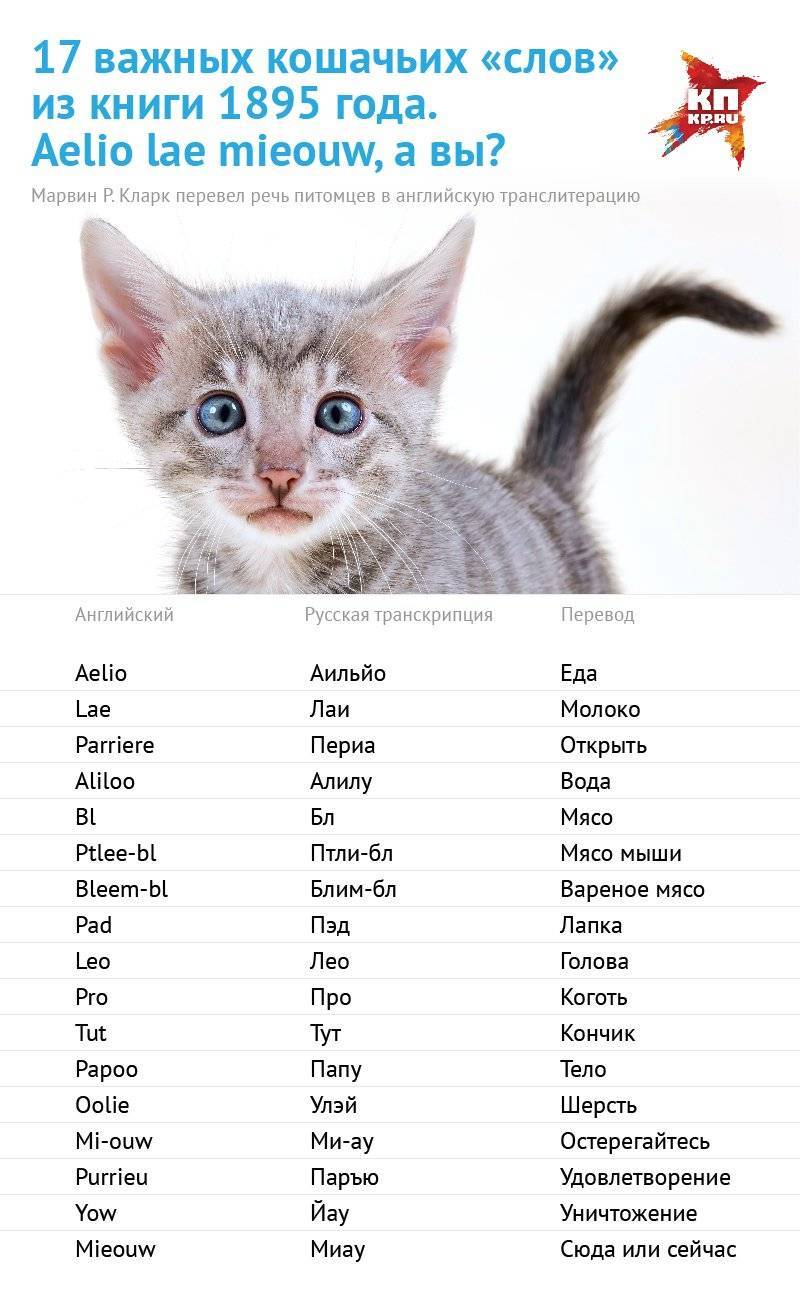 Как назвать кошку: самые оригинальные имена на 2021 год
