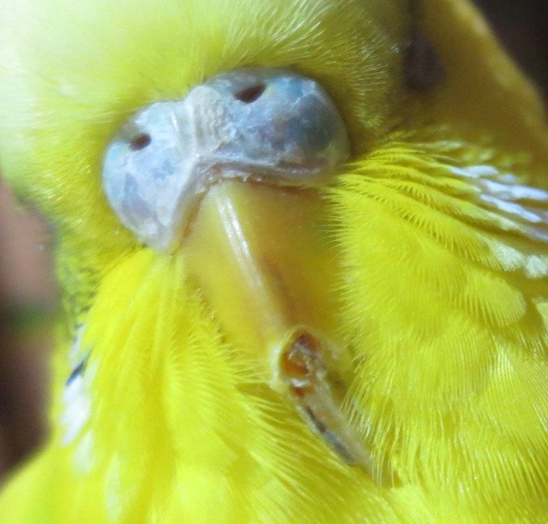 Попугай открывает клюв без звука, как будто разговаривает: почему волнистый попугай постоянно вытягивает шею, птица странно глотает и часто зевает
