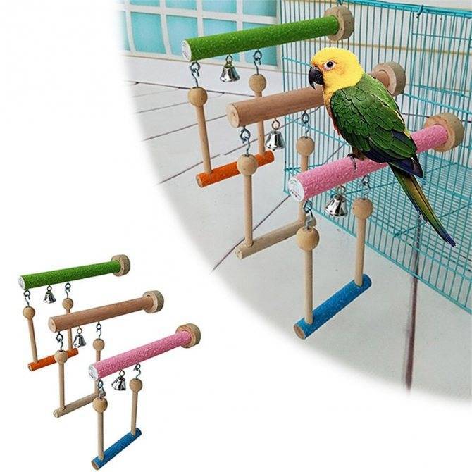 Виды и выбор игрушек для попугая