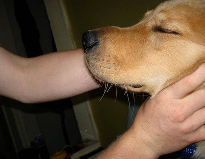 У собаки сухой нос: причины и что делать?