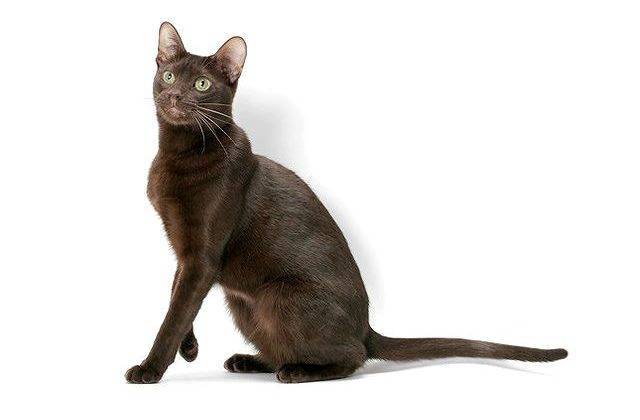 Гавана кошка — порода гаванских котов браун