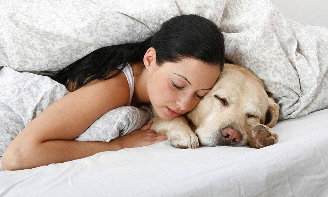 Почему собака ложится спать прямо на хозяина
