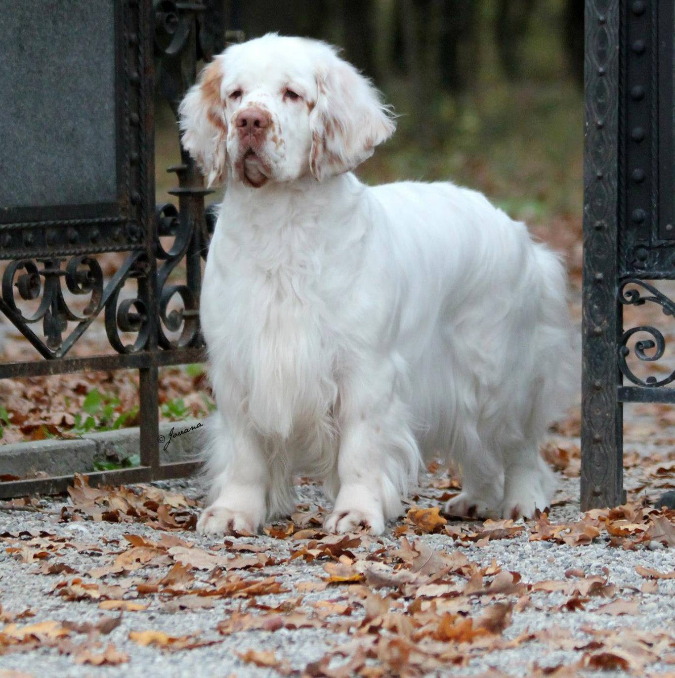 ᐉ описание породы собак кламбер спаниель с отзывами и фото - zoogradspb.ru