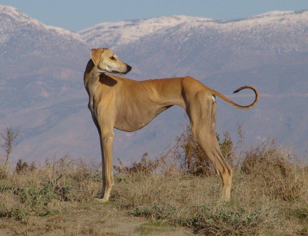 Собаки » породы » среднеазиатская борзая (тазы)