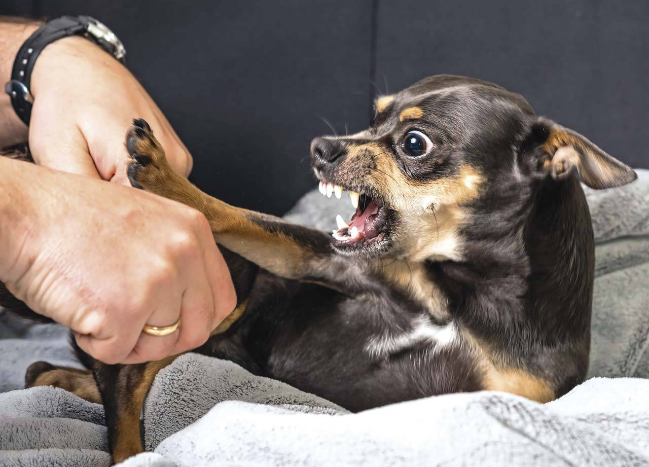 10 способов, как отучить взрослую собаку или щенка кусаться