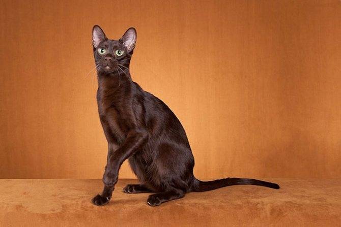 Гавана браун кошка: фото, характер, уход, описание