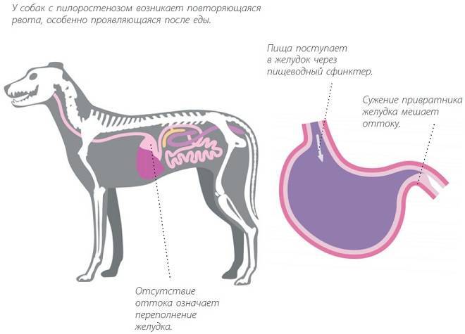 Кашель у собак: причины, симптомы и лечение - научная статья центра ответ