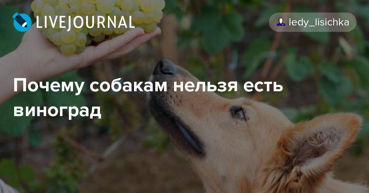 Можно ли собакам давать виноград?