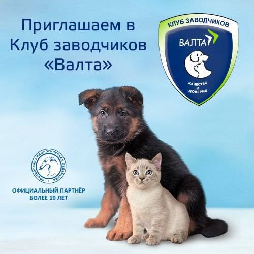 Как открыть питомник кошек: оборудование и необходимые документы для старта :: businessman.ru