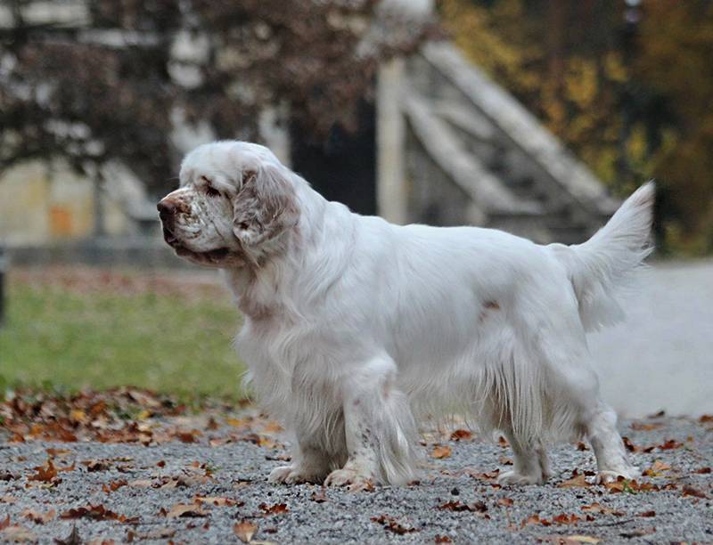 Кламбер-спаниель: характеристики породы собаки, фото, характер, правила ухода и содержания - petstory
