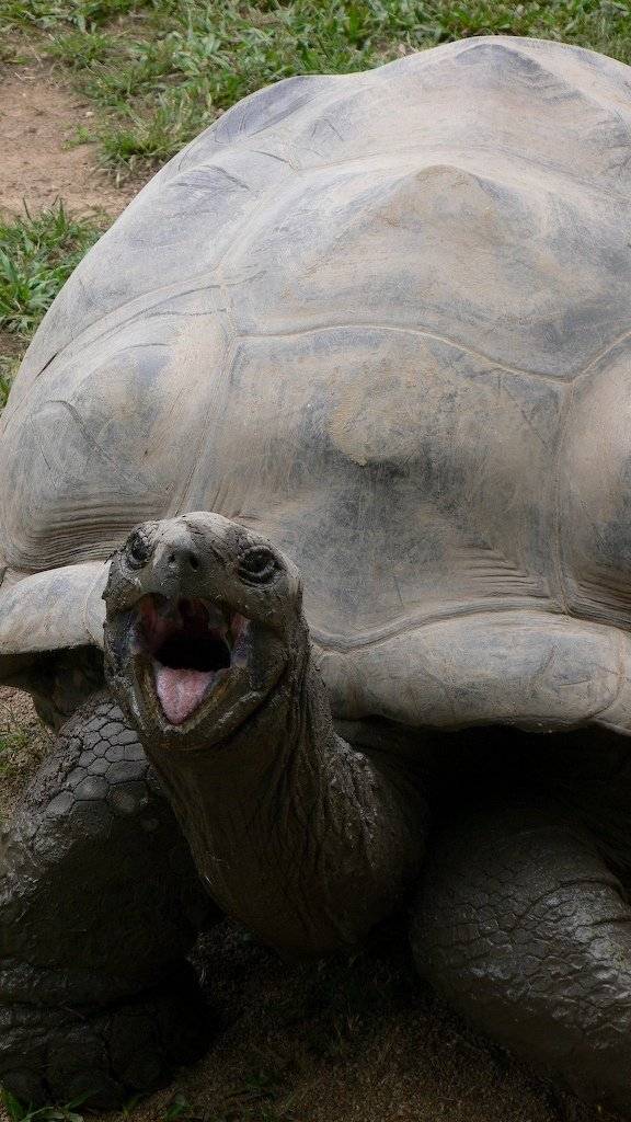 Гигантская черепаха джонатан: короткая биография и интересные факты