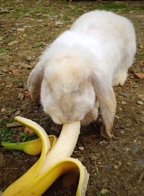 Можно ли кролику банан: мякоть фрукта или банановую кожуру