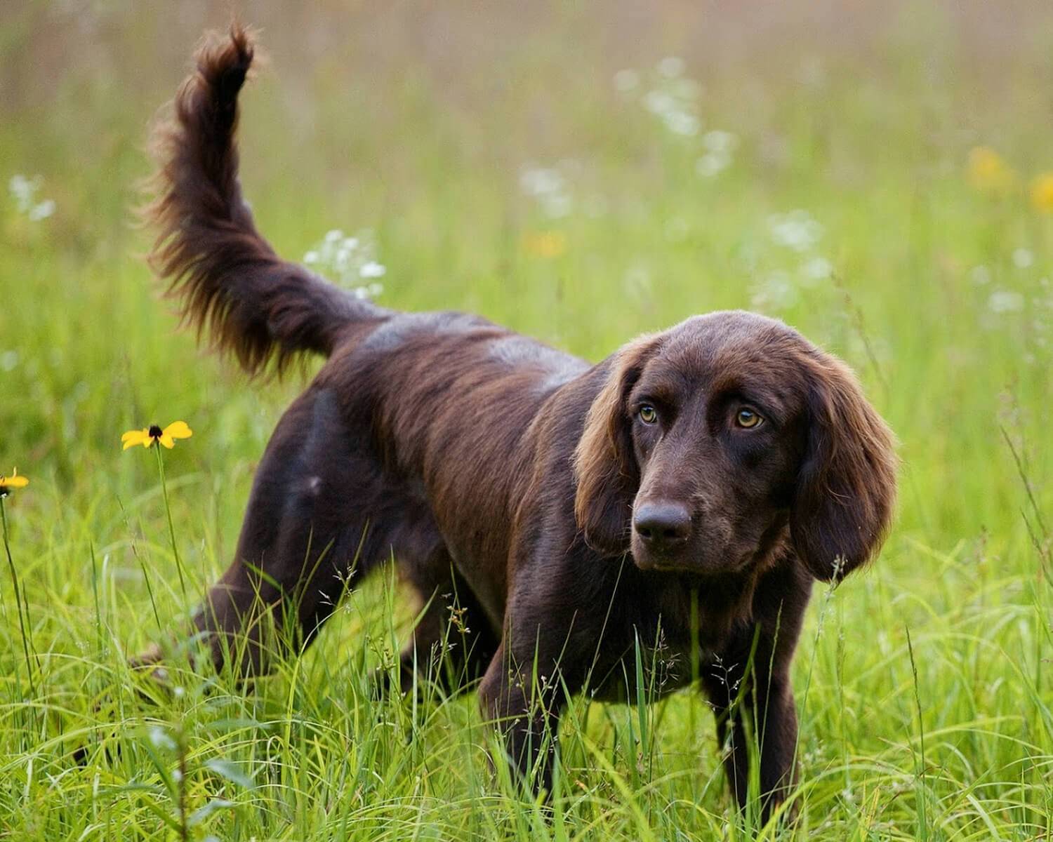 Высокоинтеллектуальные охотничьи собаки: немецкие лангхаары