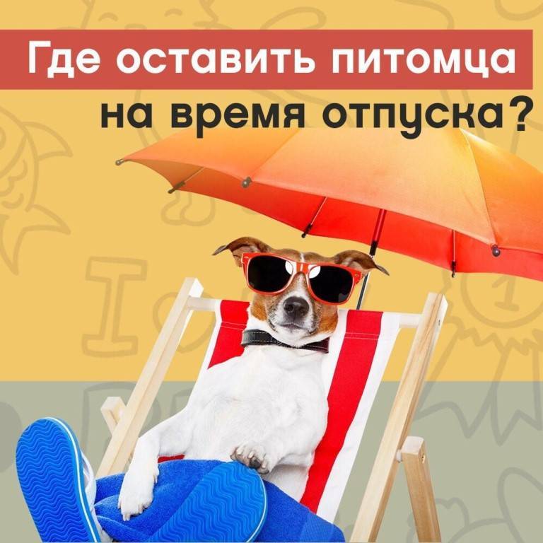 Где оставить кошку на время отпуска | куда деть кота, куда отдать