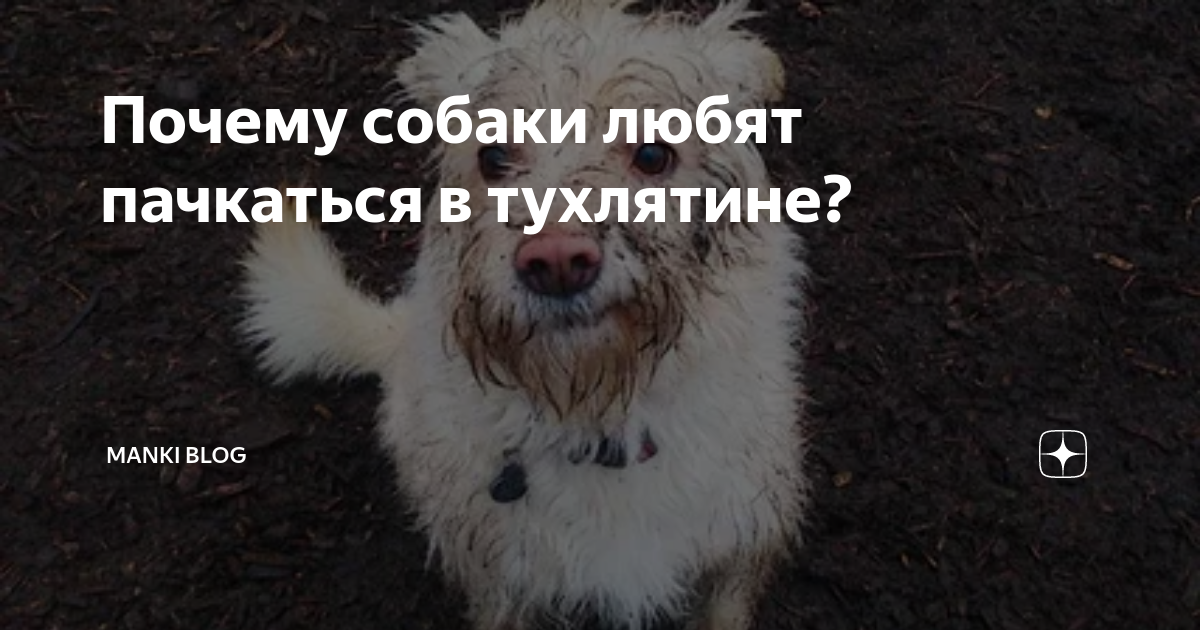Почему собаки валяются в тухлятине: причины, предположения, факты - dogform.ru