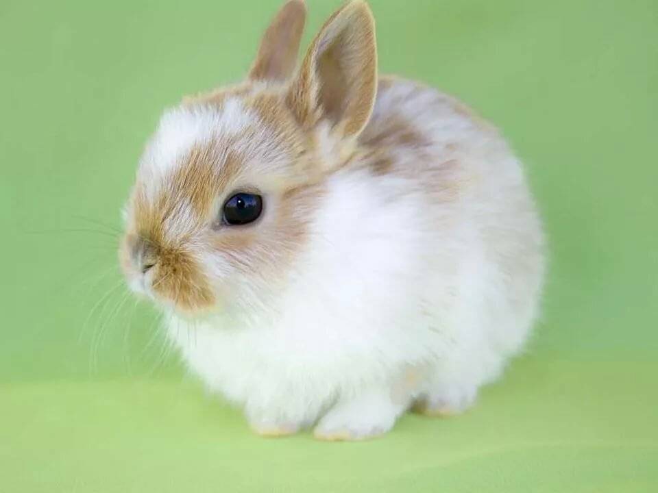 Декоративный карликовый кролик (dwarf rabbit) - описание, фото, цены, рекомендации и ссылки