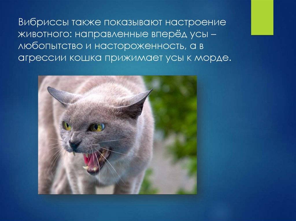 Агрессия у кошек. руководство по поведенческой  медицине собак и кошек