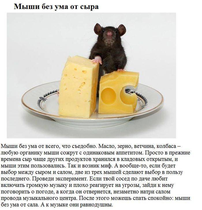 Чем кормить декоративных крыс?