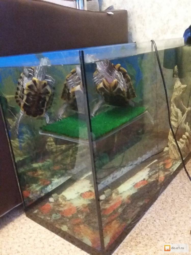 Фильтры для воды в аквариум с красноухой черепахой