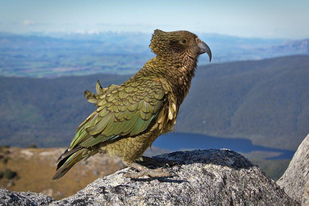 Хищный попугай кеа: описание, внешний вид, образ жизни, характер, ареал и среда обитания, фото