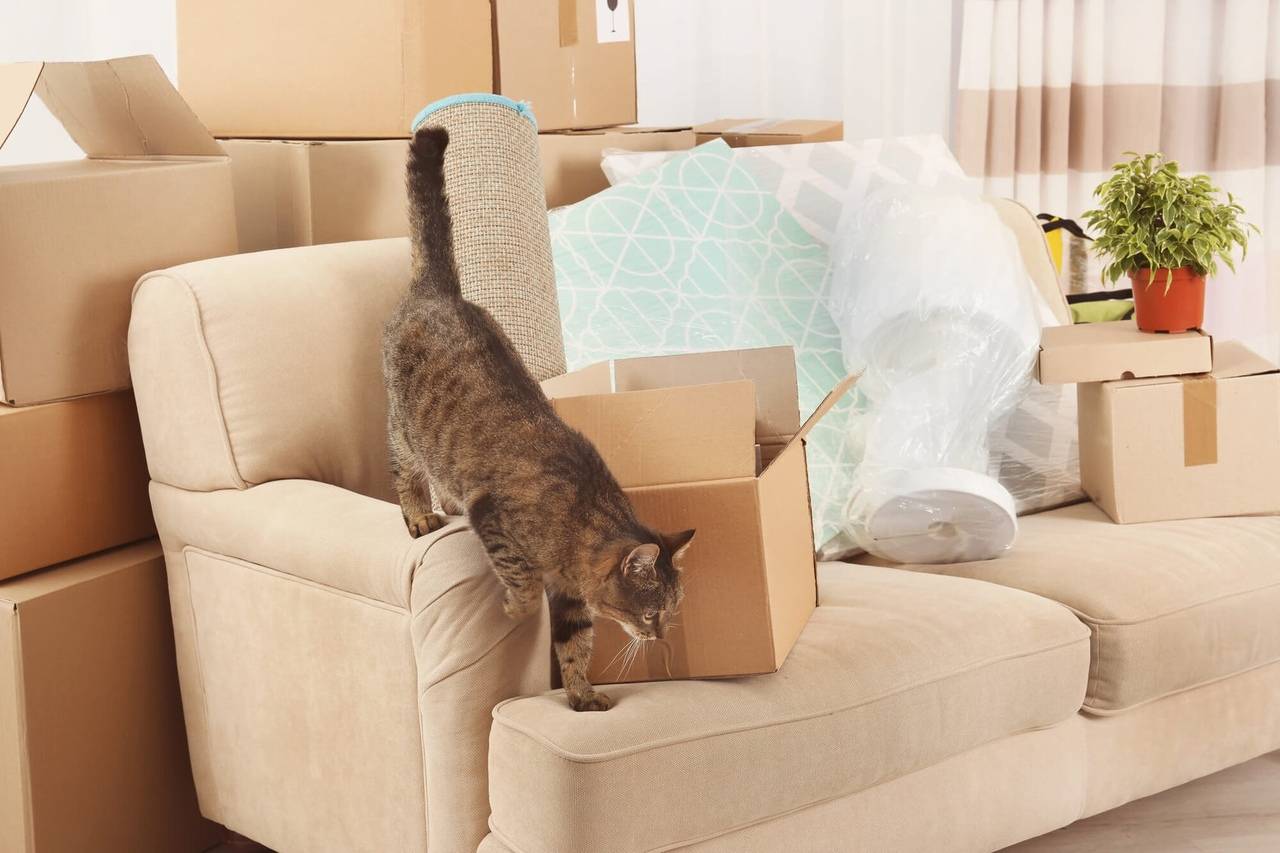 Адаптация кота или взрослой кошки в новом доме после переезда - petstory
