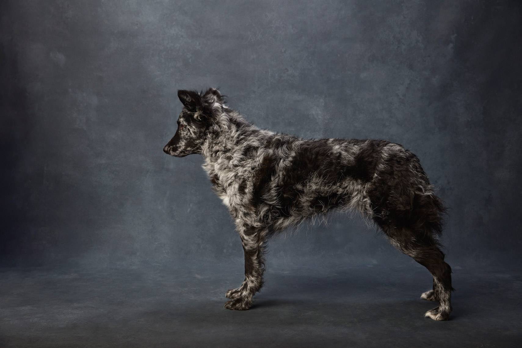 10 редких пород собак, о которых вы точно ничего не слышали