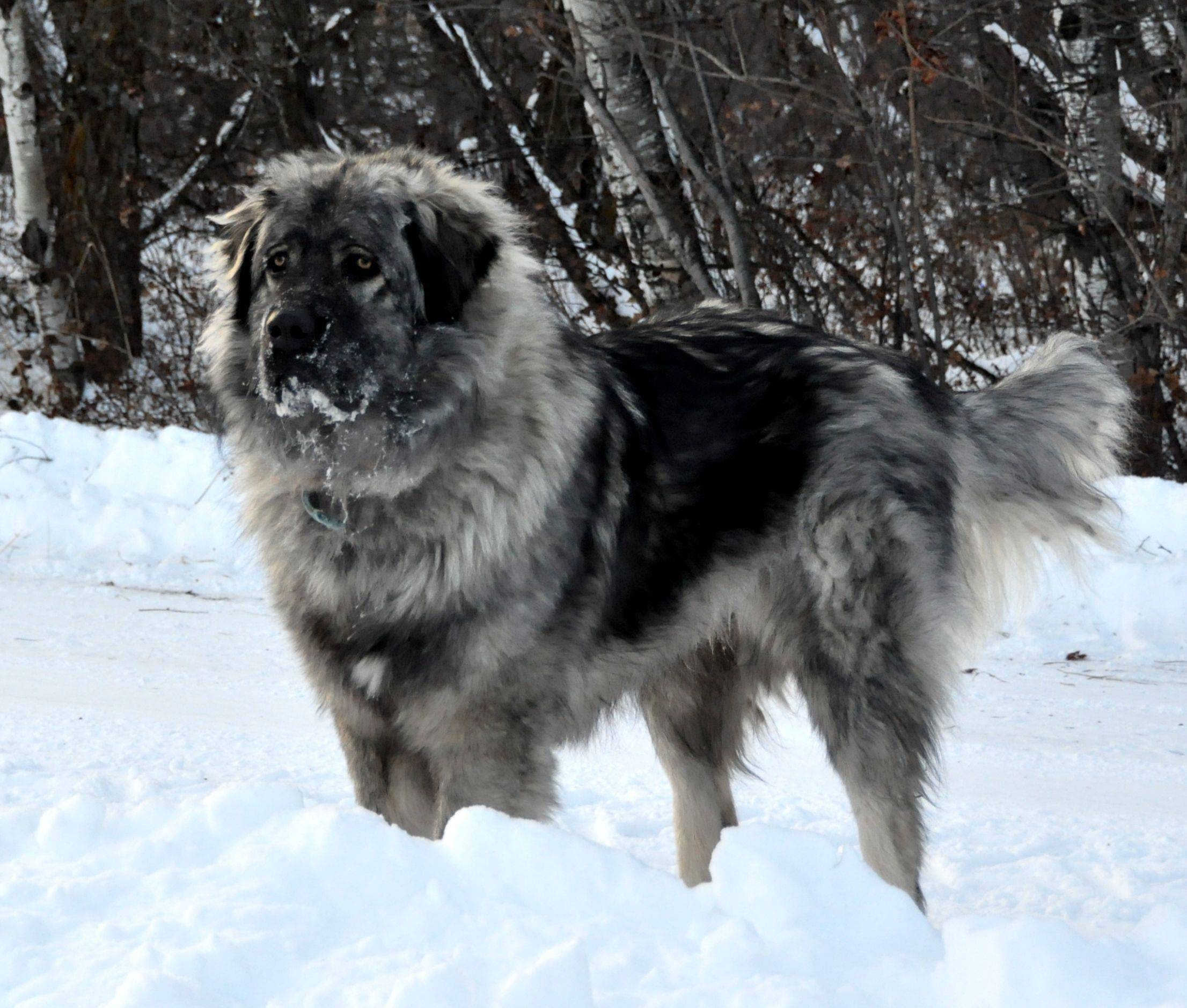 Южнорусская овчарка — стоимость и описание породы. характеристика собак и их содержание (105 фото и видео)
