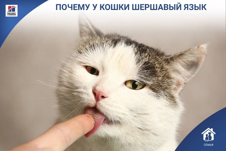 Почему у кошек шершавый язык, а у собак гладкий?