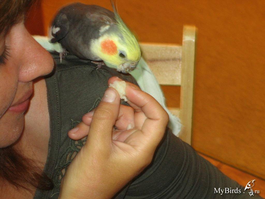 Смерть волнистого попугая: причины, признаки, советы опытных