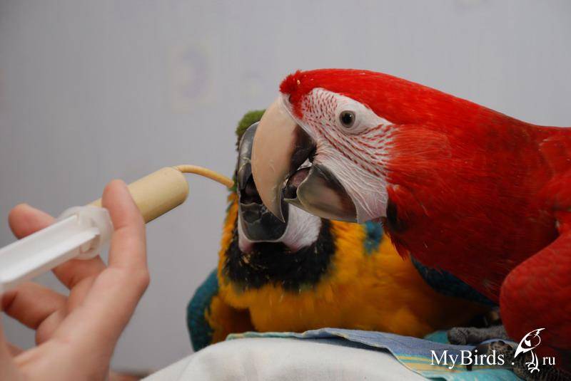 Стоимость попугая ара | сколько стоит попугай ара в россии
