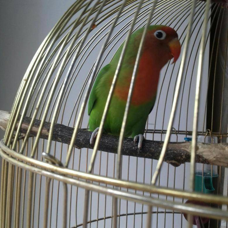 Птенцы неразлучников, сколько стоят попугаи неразлучники, фото и видео