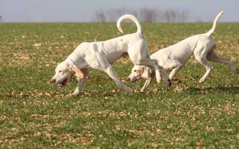 Фарфоровая гончая — порода охотничьих собак