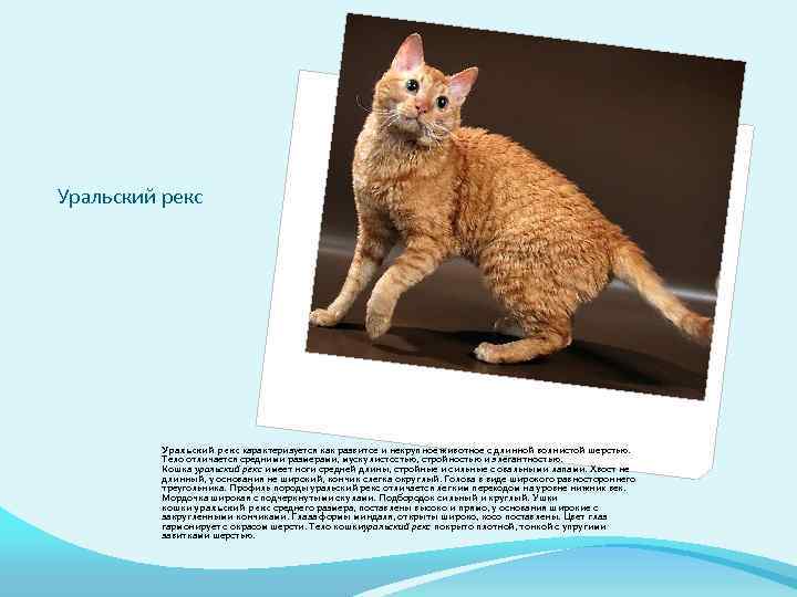 Селкирк рекс: описание породы, здоровье и уход, покупка котенка