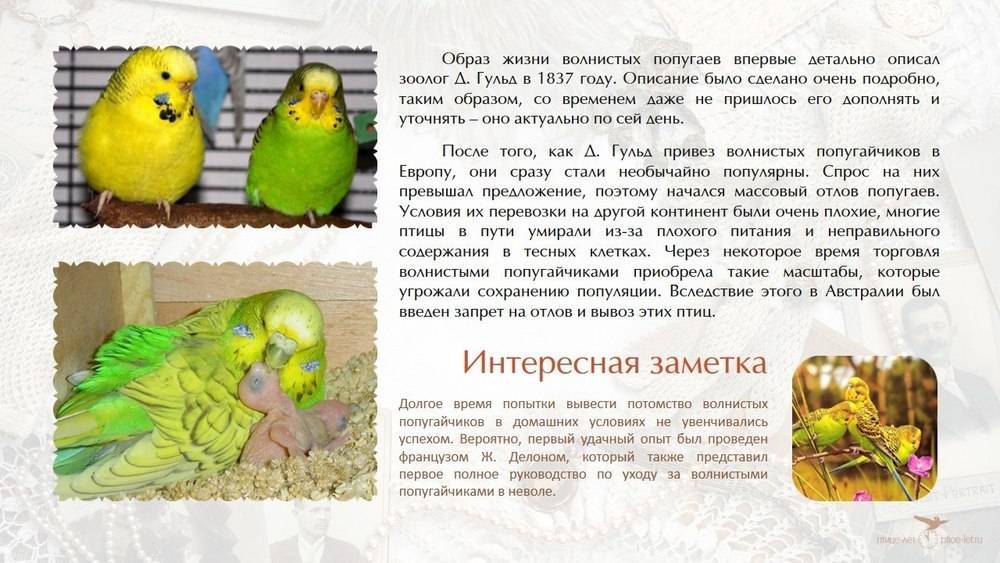 Интересные факты о волнистых попугаях