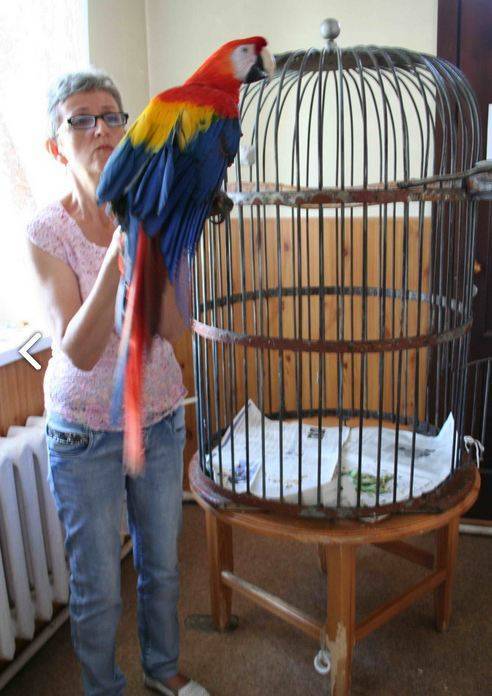 Первый полет для домашнего попугая. как, не травмируя, выпустить его из клетки