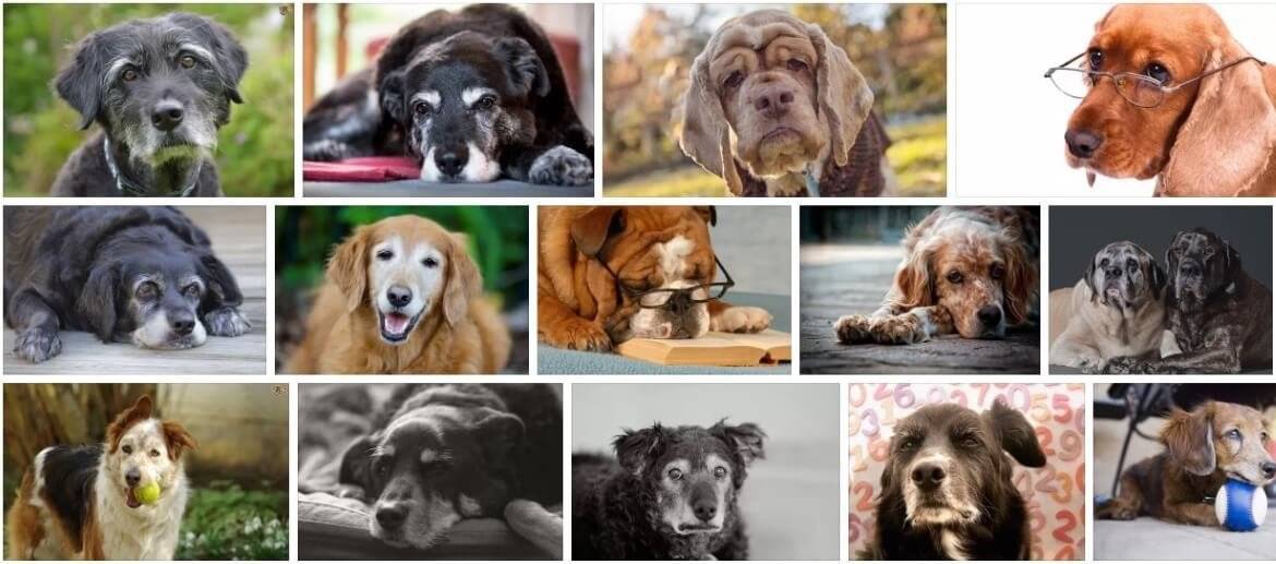Самая старая собака в мире — породы-долгожители с фото и названиями