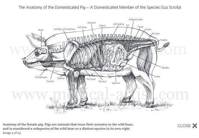 Анатомия скелета человека – информация:
