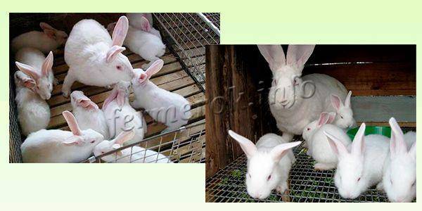 Кролики белый великан: описание породы, разведение в домашних условиях