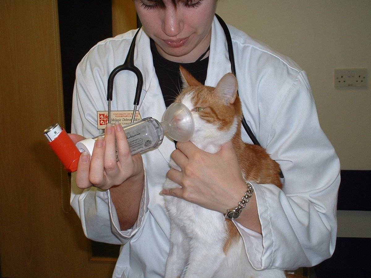 Астма у кошек: симптомы, лечение – проверено ветврачом