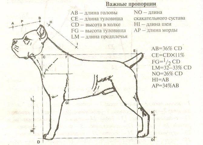 ᐉ как померить рост собаки? - zoomanji.ru