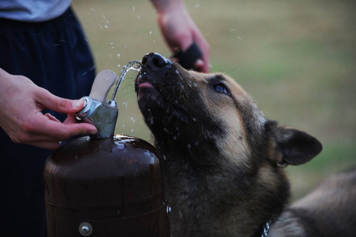Собака пьет много воды и часто мочится: причины жажды и недержания, почему плохо ест, это симптомы какого заболевания, что нужно делать