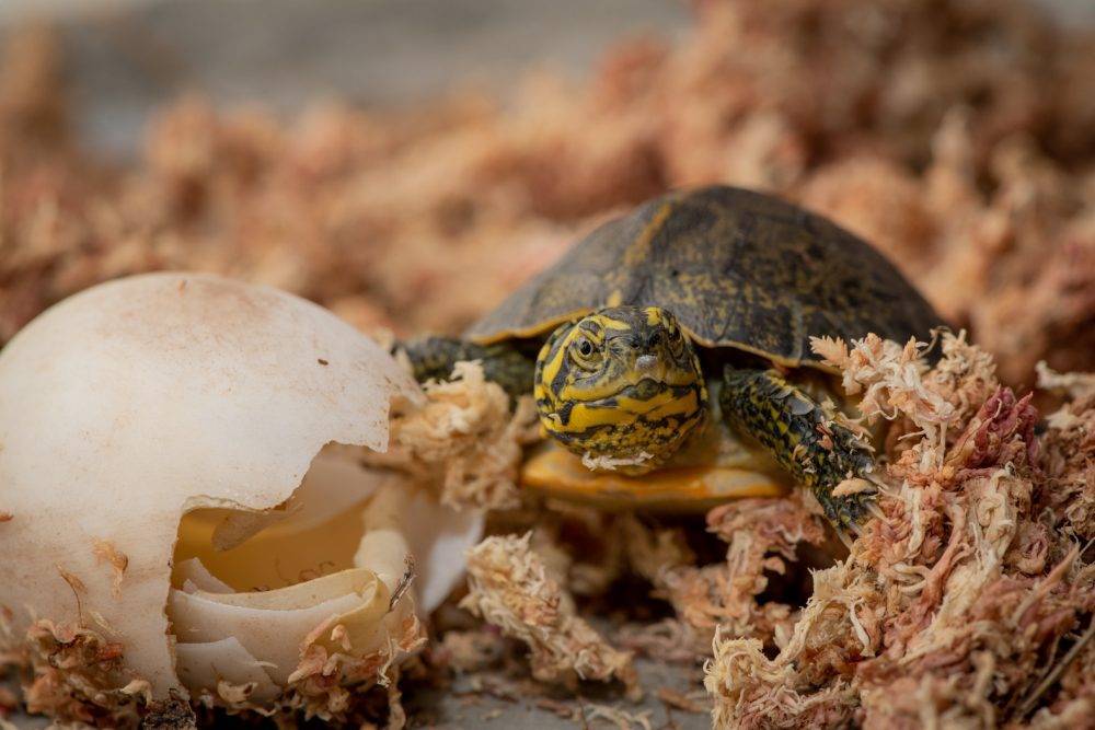 ᐉ как размножаются сухопутные черепахи в домашних условиях? - zoomanji.ru