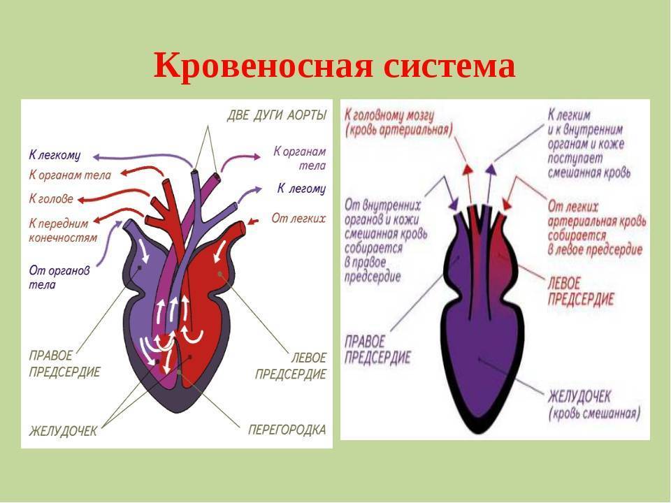 Гигиена сердечно-сосудистой системы [1982 цузмер а.м., петришина о.л. - человек. анатомия, физиология и гигиена]